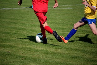 mk体育平台官网-比利时男篮在欧洲预赛中坚持不懈，目标奥运荣誉，比利时男子篮球队